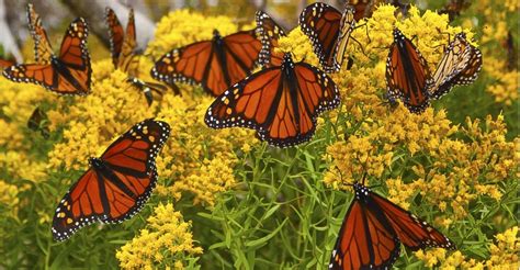 10 Flowers That Feed Monarch Butterflies