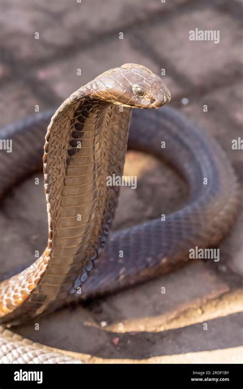 King Cobra Ophiophagus Hannah The World S Longest Venomous Snake