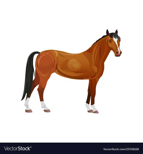 Bay horse Royalty Free Vector Image - VectorStock