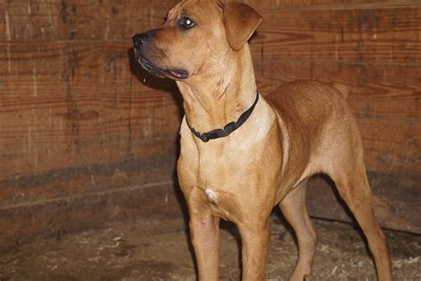 Rottweiler-Boerboel Mix For Sale Fredericksburg OH Male Rex – AC ...