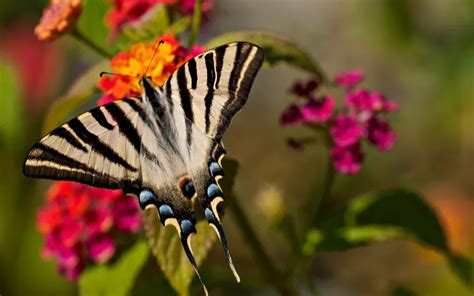 Butterfly Species In Spain Insectic