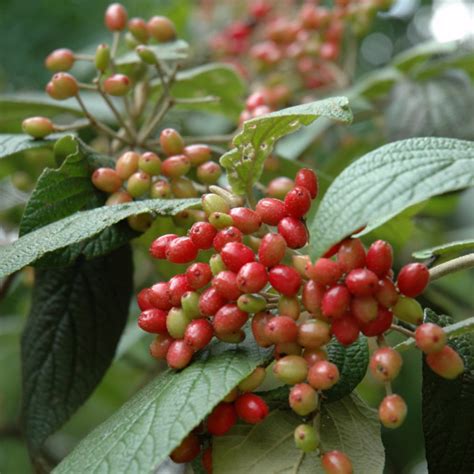 Alleghany Viburnum Indy Plants