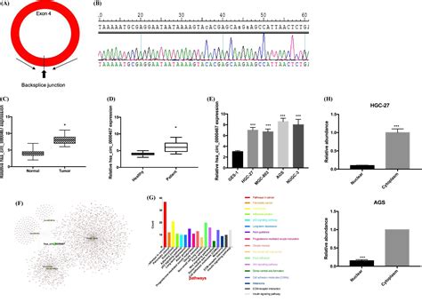 Hsa Circ 0000467 Promotes Cancer Progression And Serves As A Diagnostic