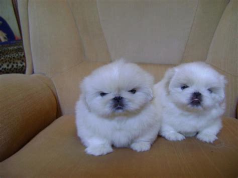 White Pekingese Puppies for sale – Dog Kennel