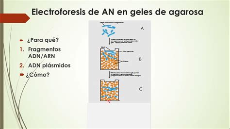 Fundamentos Electroforesis En Gel De Agarosa Youtube