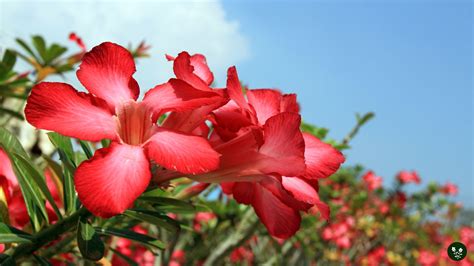 Desert Rose Flower Meaning: Symbolism, Colors, Spiritual