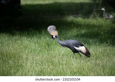 Beautiful Nude Woman Lying On Grass Stock Photo 1273627516 Shutterstock
