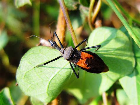 Assassin Bug Project Noah