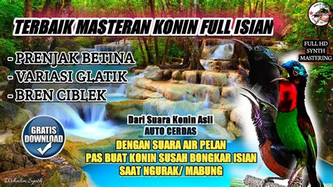 MASTERAN KONIN FULL ISIAN PRENJAK BETINA SAMBUNG CIBLEK BREN JERNIH