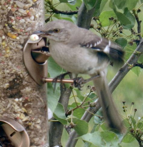 17 Mocking birds ideas | mocking birds, birds, bird