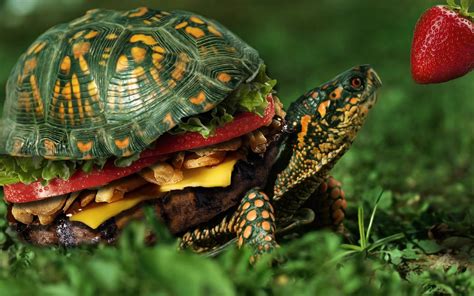 Turtle burger by Frontside92 on DeviantArt