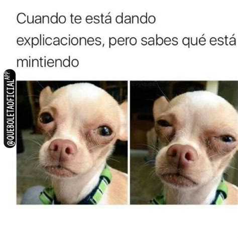 Pin De Jael Huaman En Memes D Memes Chihuahua Memes Divertidos