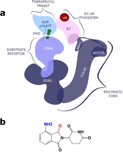 Single Subunit Degradation Of WIZ A Lenalidomide And Pomalidomide