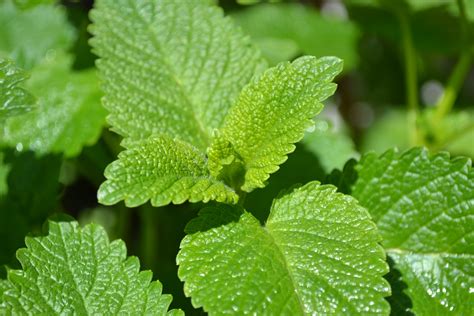 Free Images Nature Leaf Flower Green Herb Garden Close Up