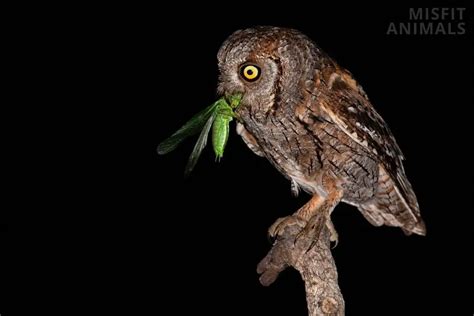 Qué comen los búhos Cada animal de presa cazado por búhos