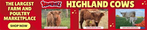 The Highland Cow Guide - Origins, Sizes, Colors, Temperament, and More! — Roobeez