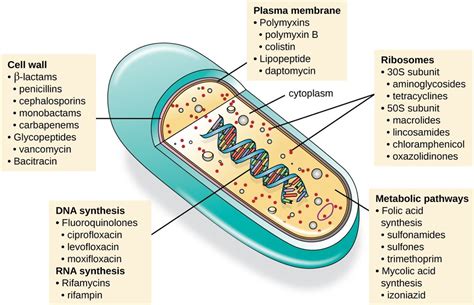 Treatment Of Pathogens Diagram Quizlet