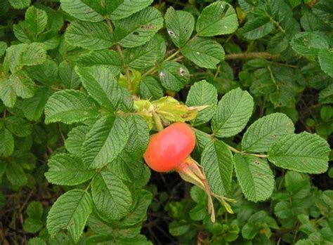 Шиповник морщинистый (Rosa rugosa Thunb.) - лекарственное, съедобное ...