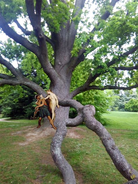 La Rencontre Des Arbres Du Thabor