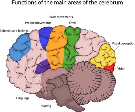 Functions of the Main Areas of the Cerebrum Stock Vector - Illustration ...