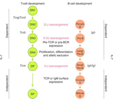 Scheme Of B And T Cell Development And The Various Stages Of V D J