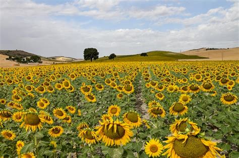 Campos Amarillos De Girasoles Con Un Cielo Nublado Azul Foto Premium