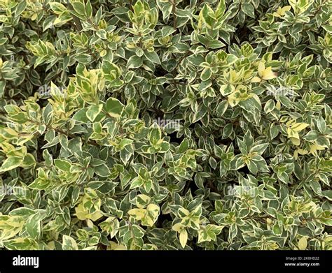 Myrtus Communis Subsp Tarentina Microphylla Variegata Hi Res Stock