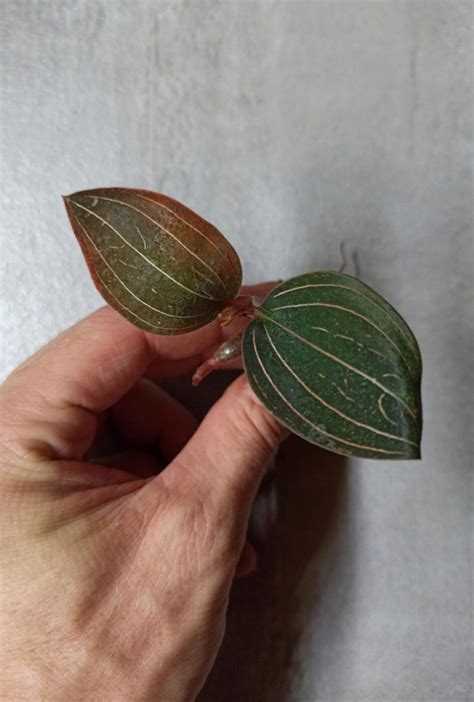 Storczyk Jewel Orchid Ludisia Hemaria Discolor