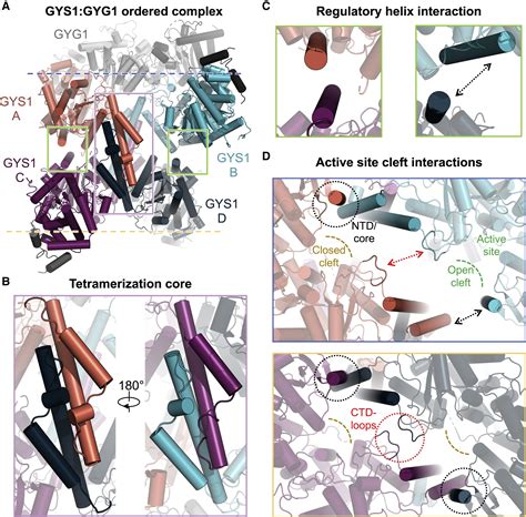 The structural mechanism of human glycogen synthesis by the GYS1-GYG1 ...