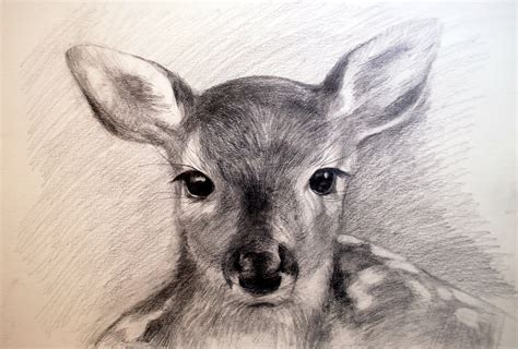 Deer Face Drawing at GetDrawings | Free download