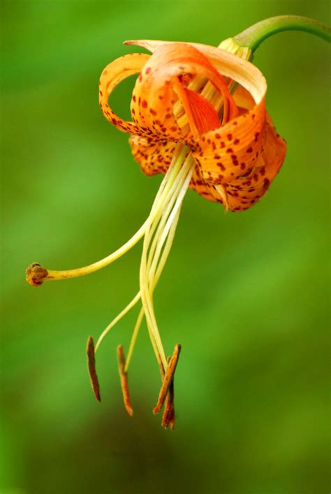 Carolina Lily North Carolinas State Wildflower The Laurel Of Asheville