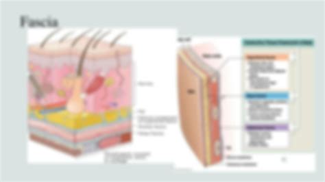 SOLUTION: Anatomy lab 3 fascia 1 - Studypool