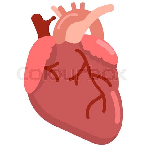 Heart Organ Vector at Vectorified.com | Collection of Heart Organ ...