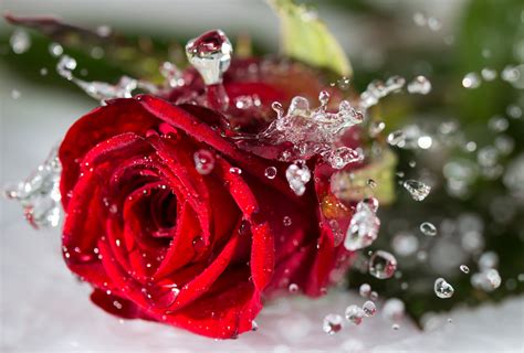 12 Amazing Benefits of Rose Water That You Must Know