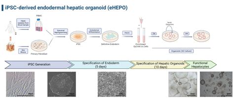 Ipsc Derived Endodermal Hepatic Organoid Ehepo Organo Id