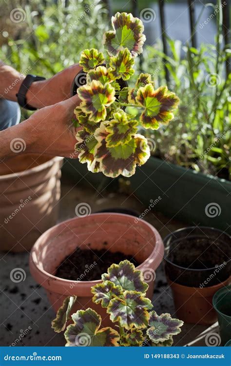 Actividad Que Cultiva Un Huerto En El Balc N Soleado Repotting El