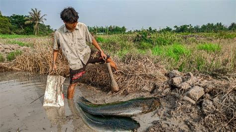 Fishing Eel Fish Catching Eel Fish Are Hidden Under The Muddy YouTube