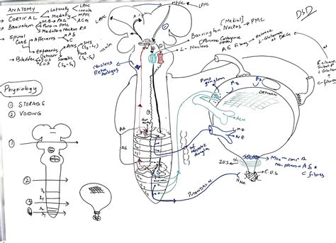 Neuro Urology Pdf