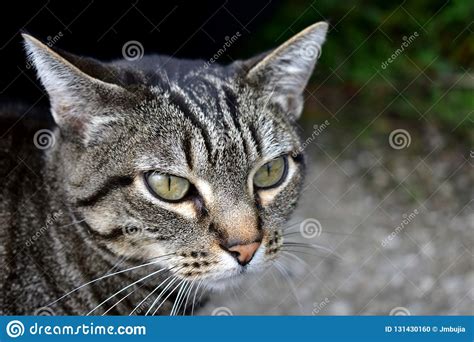 Retrato Del Gato De Gato Atigrado Gato Rayado Gris Ojos Verdes Mirada