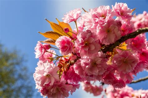 Flor De Cerezo Japon S En Primavera Vista De Cerca Foto Premium