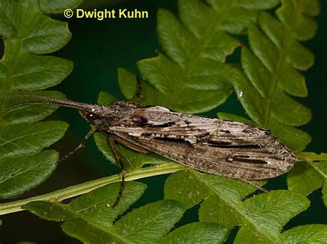 Insect Identification Caddisfly