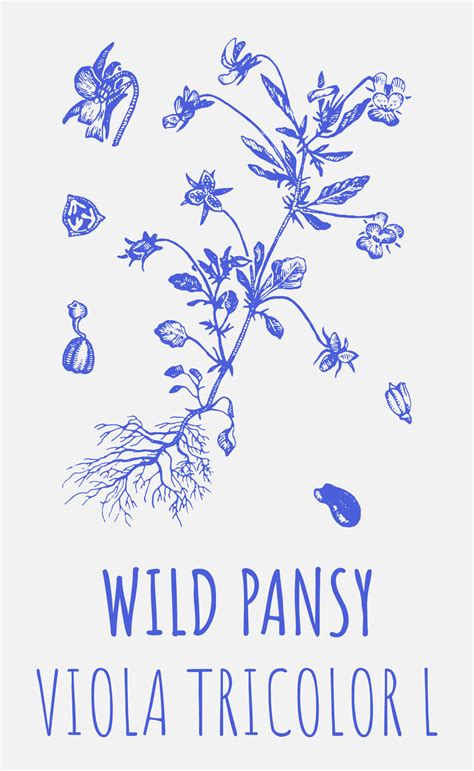 Vector Drawings Of Wild Pansy Hand Drawn Illustration Latin Name