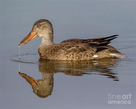 Northern Shoveler Female Photograph by Dale Erickson