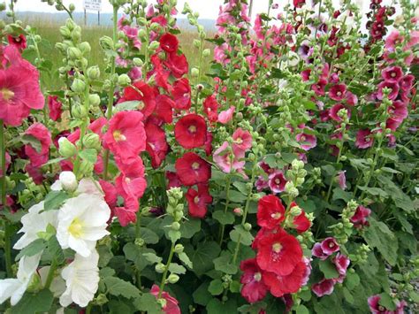 How to Grow and Care for Hollyhocks - World of Flowering Plants