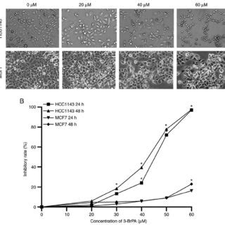 3 BrPA Induces TNBC Cell Apoptosis A Cell Apoptosis Was Analyzed