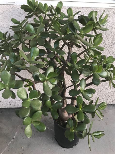 Crassula Ovata Jade Plant Money Tree Attracts Money And Prosperity Bring Good Luck Large