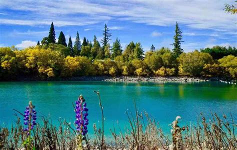 Beautiful Fall Scenes Of New Zealands Lake Tekapo Global Times