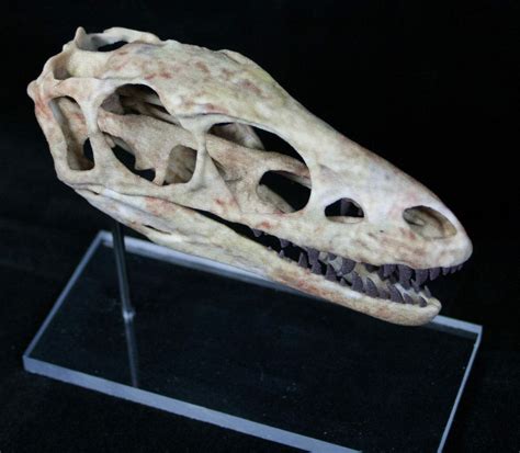 Miniature 3D Printed Raptorex (Tyrannosaur) Skull Replica For Sale - FossilEra.com