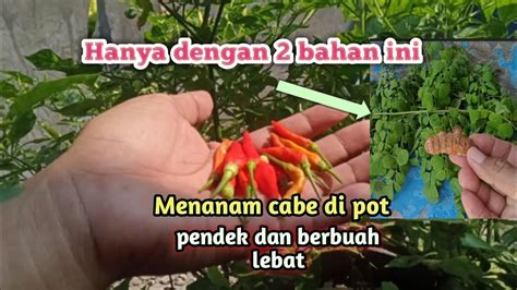 Cara Menanam Cabe Di Pot Pendek Dan Berbuah Lebat How To Grow Chili