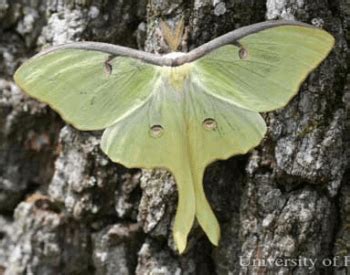 Luna Moth Facts for Kids